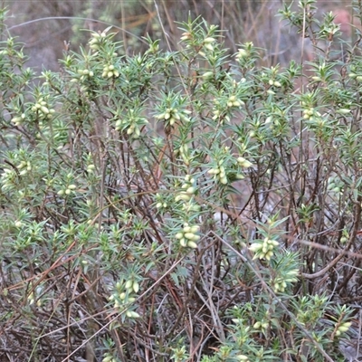 Melichrus urceolatus (Urn Heath) at Isaacs, ACT - 29 May 2025 by Mike
