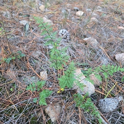 Cheilanthes sieberi subsp. sieberi (Mulga Rock Fern) at Isaacs, ACT - 29 May 2025 by Mike