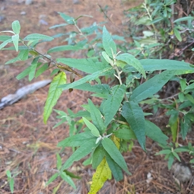 Olearia lirata (Snowy Daisybush) at Isaacs, ACT - 29 May 2025 by Mike