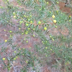 Acacia ulicifolia (Prickly Moses) at Isaacs, ACT - 29 May 2025 by Mike