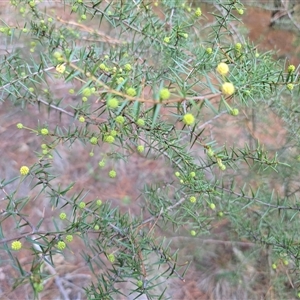 Acacia ulicifolia (Prickly Moses) at Isaacs, ACT - Today by Mike