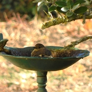 Unverified Small (Robin, Finch, Thornbill etc) at Symonston, ACT - Today by CallumBraeRuralProperty