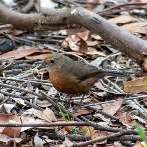 Origma solitaria (Rockwarbler) at Bargo, NSW - Today by Snows