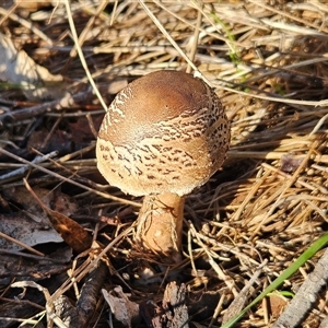 Chlorophyllum sp. at Whitlam, ACT - Yesterday by sangio7
