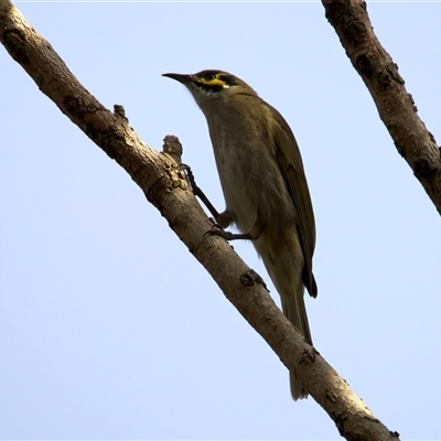 Caligavis chrysops at Welsby, QLD - 19 May 2025 by jb2602