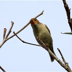 Myzomela sanguinolenta at Welsby, QLD - 19 May 2025 03:17 PM