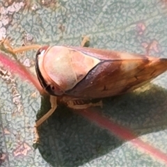 Brunotartessus fulvus (Yellow-headed Leafhopper) at Mawson, ACT - 29 May 2025 by Mike