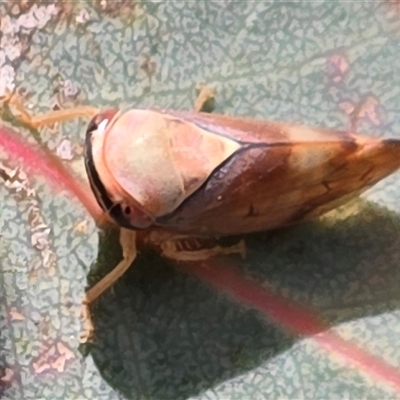 Brunotartessus fulvus (Yellow-headed Leafhopper) at Mawson, ACT - 29 May 2025 by Mike