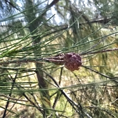 Cylindrococcus sp. (genus) (Allocasuarina Gall) at Mawson, ACT - Yesterday by Mike