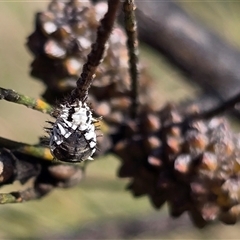 Orcus bilunulatus (Ladybird beetle) at Mawson, ACT - 29 May 2025 by Mike