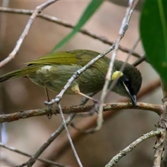 Meliphaga lewinii at Welsby, QLD - 19 May 2025 by jb2602