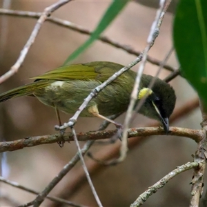 Meliphaga lewinii at Welsby, QLD - 19 May 2025 by jb2602
