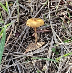 Protostropharia semiglobata (Dung Roundhead) at Whitlam, ACT - 28 May 2025 by sangio7