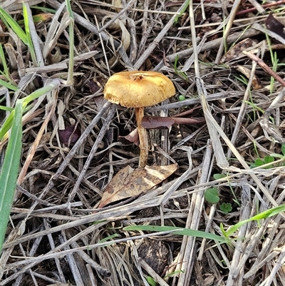 Protostropharia semiglobata (Dung Roundhead) at Whitlam, ACT - 28 May 2025 by sangio7