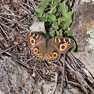 Junonia villida (Meadow Argus) at Hawker, ACT - 28 May 2025 by sangio7