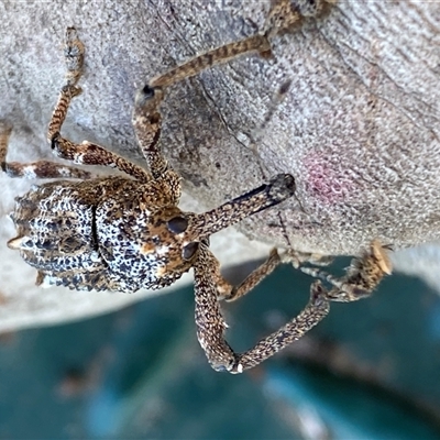 Orthorhinus cylindrirostris (Elephant Weevil) at Denman Prospect, ACT - 29 May 2025 by SteveBorkowskis