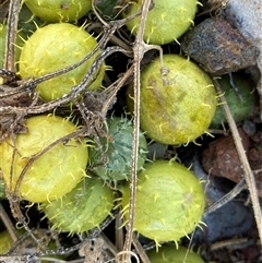 Cucumis myriocarpus (Prickly Paddy Melon) at Denman Prospect, ACT - 29 May 2025 by SteveBorkowskis