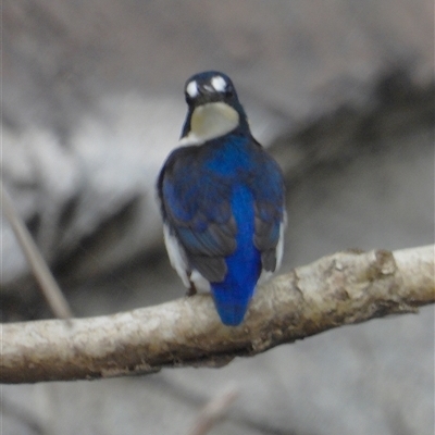 Ceyx pusillus at Kelso, QLD - 24 May 2025 by TerryS