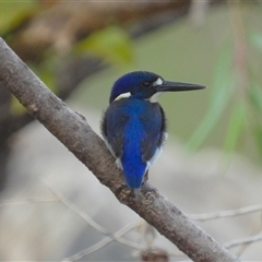 Todiramphus sanctus at Kelso, QLD - 24 May 2025 by TerryS