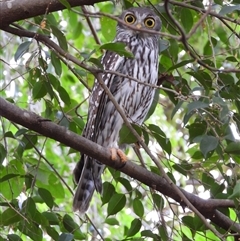 Ninox boobook at Cranbrook, QLD - 25 May 2025 by TerryS