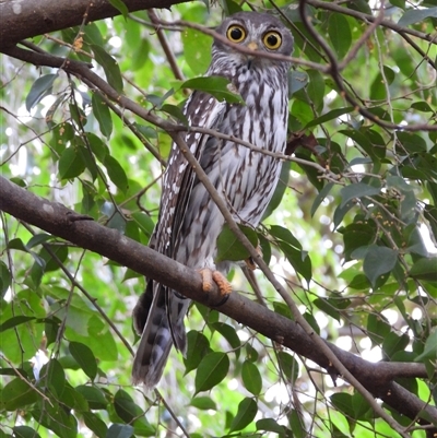 Ninox boobook at Cranbrook, QLD - 25 May 2025 by TerryS