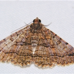 Diatenes igneipicta (an Erebidae Moth) at Quilpie, QLD - 1 Nov 2009 by PJH123