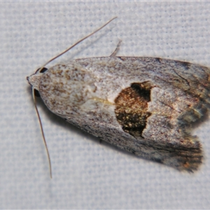 Armactica conchidia at Quilpie, QLD - 1 Nov 2009 09:51 PM