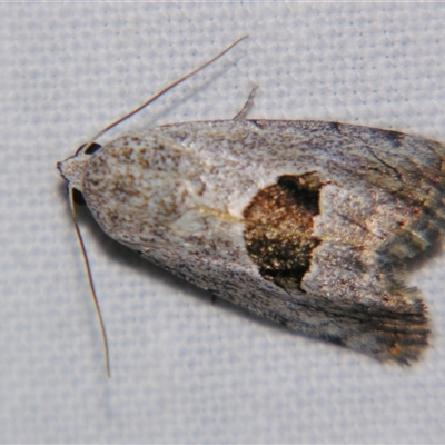 Armactica conchidia (Conchidia Moth) at Quilpie, QLD - 1 Nov 2009 by PJH123
