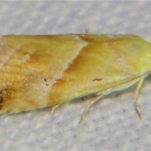 Unverified Noctuoid moth (except Arctiinae) at Quilpie, QLD - 1 Nov 2009 by PJH123