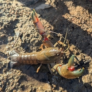 Cherax destructor (Common Yabby) at Kambah, ACT - Yesterday by HelenCross