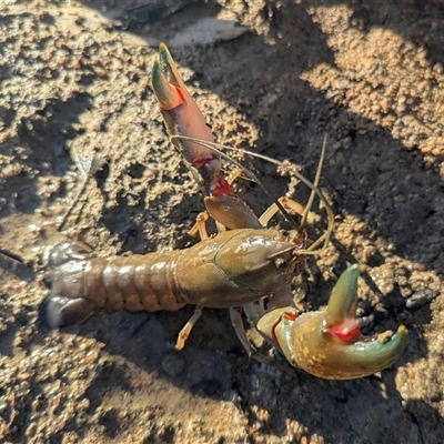 Cherax destructor (Common Yabby) at Kambah, ACT - Yesterday by HelenCross