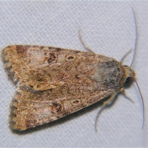 Heliothis punctifera at Quilpie, QLD - 1 Nov 2009 09:56 PM