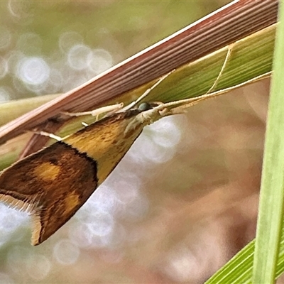Crocanthes (genus) at Arakoon, NSW - 9 May 2025 by Pirom