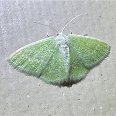 Unverified Geometer moth (Geometridae) at Arakoon, NSW - 5 May 2025 by Pirom