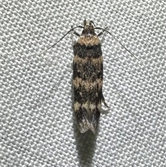 Unverified Curved-horn moth (all Gelechioidea except Oecophoridae) at Arakoon, NSW - 7 May 2025 by Pirom