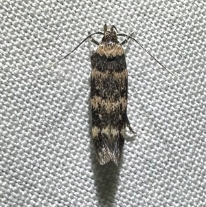 Unverified Curved-horn moth (all Gelechioidea except Oecophoridae) at Arakoon, NSW - 7 May 2025 by Pirom