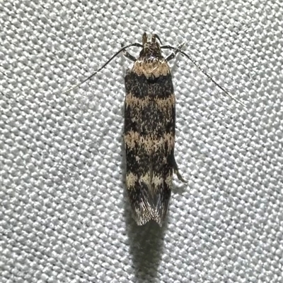 Unverified Curved-horn moth (all Gelechioidea except Oecophoridae) at Arakoon, NSW - 7 May 2025 by Pirom