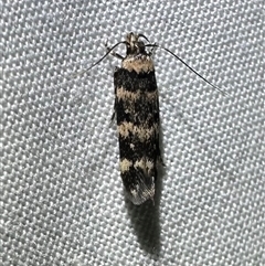 Limnaecia camptosema at Arakoon, NSW - 7 May 2025 05:59 PM