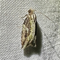 Unverified Tortricid moth (Tortricidae) at Arakoon, NSW - 9 May 2025 by Pirom