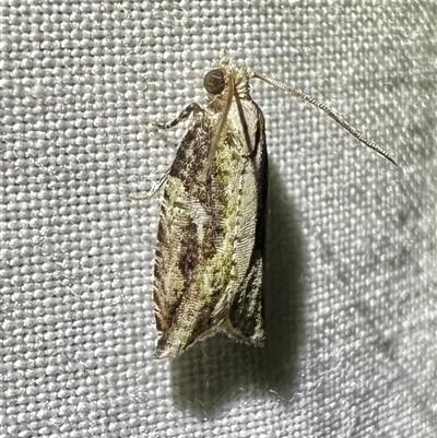 Unverified Tortricid moth (Tortricidae) at Arakoon, NSW - 9 May 2025 by Pirom