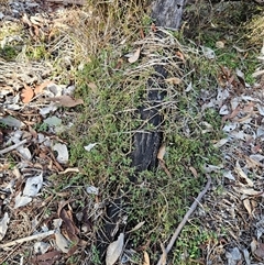 Einadia nutans subsp. nutans (Climbing Saltbush) at Whitlam, ACT - 28 May 2025 by sangio7
