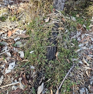 Einadia nutans subsp. nutans at Whitlam, ACT - 28 May 2025 by sangio7