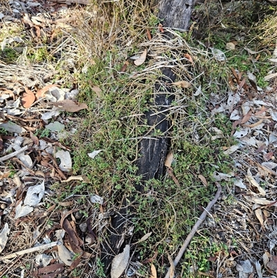 Einadia nutans subsp. nutans (Climbing Saltbush) at Whitlam, ACT - 28 May 2025 by sangio7