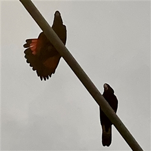 Calyptorhynchus banksii at Townsville City, QLD - Yesterday by Hejor1