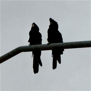 Unverified at suppressed - suppressed