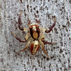 Salticidae (family) at Townsville City, QLD - 29 May 2025 by Hejor1