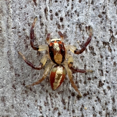 Salticidae (family) at Townsville City, QLD - 29 May 2025 by Hejor1