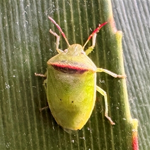Pentatomidae (family) at Townsville City, QLD - Yesterday by Hejor1