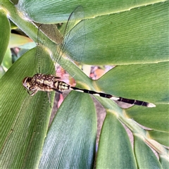 Orthetrum sabina at Townsville City, QLD - 29 May 2025 by Hejor1
