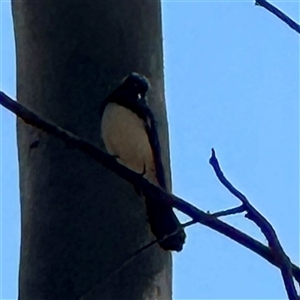 Rhipidura leucophrys at Townsville City, QLD - 30 May 2025 12:12 PM